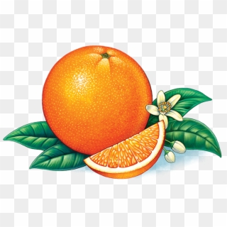 2 Layer Display Carton - Orange Fruit Logo Png Clipart