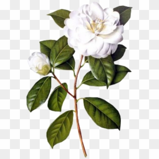 #flower #white #spring #png #overlay #free #kpopedit - White Camellia Painting Clipart