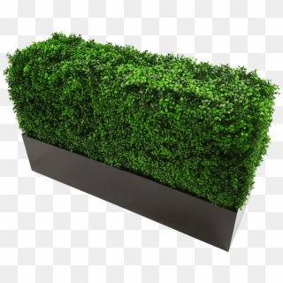 Boxwood Hedge Shrubs Artificial Png - Flower Box Clipart