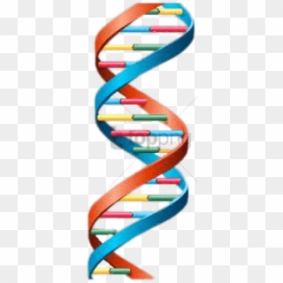 Free Png Dna String Multlour Png Image With Transparent - Dna Helix Clipart