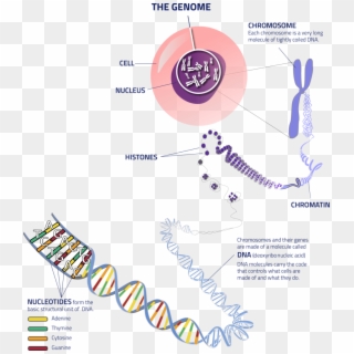 Thegenome Cell To Dna - Hearing Loss Genetics Clipart