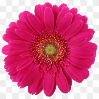 Real Daisy Png , Png Download - Pink Daisy Clipart