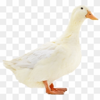 Duck Clipart