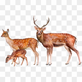 Deer Png Image - Transparent Background Deer Png Clipart