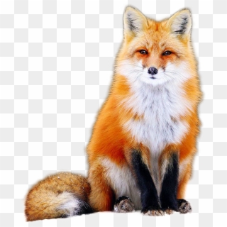 Fox Png Image - Orange Cute Fox Clipart