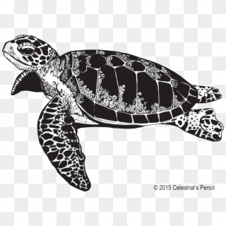 Sea Turtle Illustration - Free Sea Turtle Clipart Black And White - Png Download