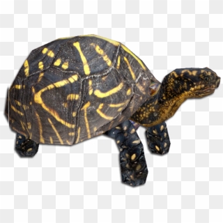 Florida Box Turtle Clipart