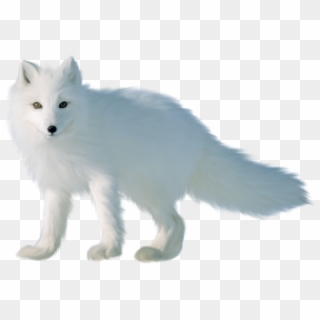 Arctic Fox Png - Fox Clipart
