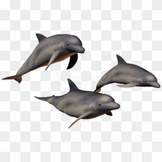 Download Dolphin Png Images Background - Dolphins With Clear Background Clipart
