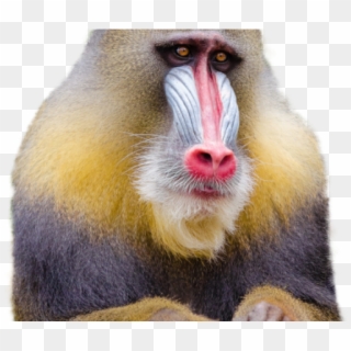 Monkey Png Transparent Images - Mandrill Clipart