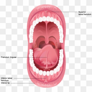 Illustration Of Frenulum In The Mouth - Diagram Of The Mouth Clipart