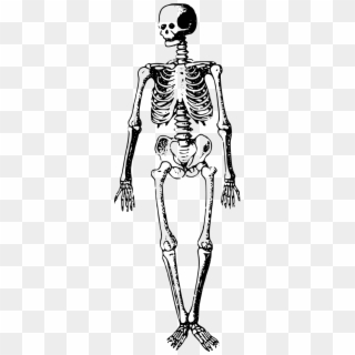 Bones Buried Dead Skeleton Png Image - Free Clip Art Skeleton Transparent Png