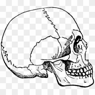Human Skulls And Skeleton Png - Portable Network Graphics Clipart