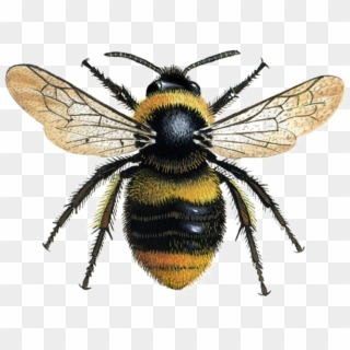 Bumblebee Bee Clipart