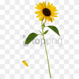 Free Png Sunflower Png Png Image With Transparent Background - Sunflower With Stem Png Clipart