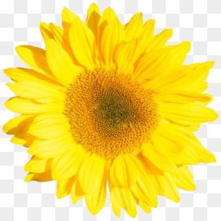 Png File Size - Yellow Flower No Background Clipart