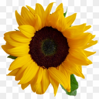 Sunflower - Sunflower Transparent Clipart