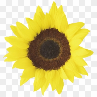 Shape Sunflower Png Image - Sunflowers Images Free Download Clipart