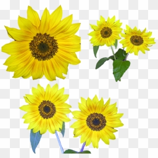 Sunflower Flower Free Png Transparent Images Free Download - Sunflower Clipart