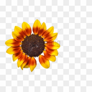 Free Png Download Sunflower Png Tumblr Png Images Background - Sunflower Clipart