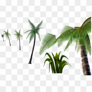 3d Palm Tree Png - Attalea Speciosa Clipart
