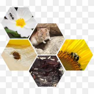 Bugs B Gone Pest Control - Camomile Clipart
