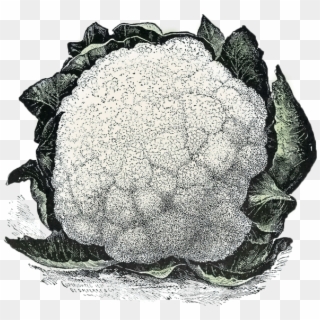 Bring On The Brassicas - Illustration Clipart