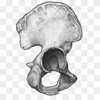 Archaeological Illustration Tumblr Male Innominate - Bone Clipart