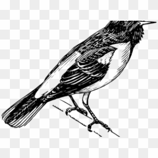 Mockingbird Clipart Common - Baltimore Oriole Png Transparent Png