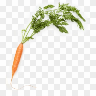 < 200 Calories - Baby Carrot Clipart