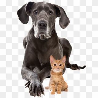 Dog And Cat Transparent Background - Animal Shelter Fundraiser Invitation Clipart