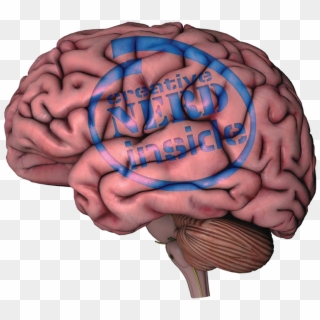 The Human Brain - Human Brain Without Labels Clipart