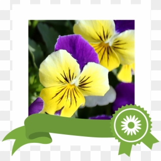 Edible - Viola Cornuta Helen Mount Clipart