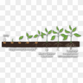 Potted Plants Clipart Growth Rate - Grass - Png Download