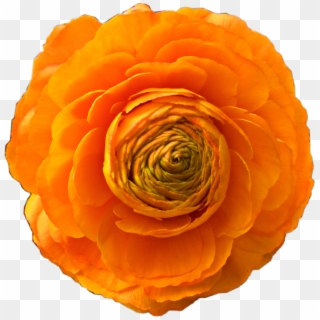 Freetoedit Orangeflower Orange Flower Beautiful Freetoe - Garden Roses Clipart