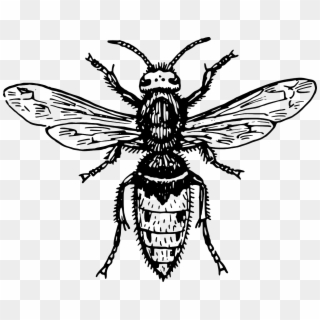 Hornet Bee Wasp Animal Biology Png Image - Fly Clipart Black And White Transparent Png