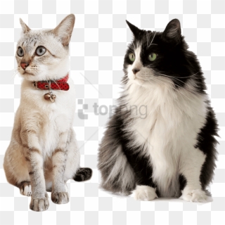 Free Png Cat Care Services In Illinois Png Image With - Comida Gato Sabor E Vida Clipart
