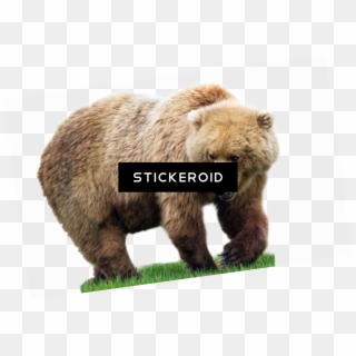 Hershey Bears Logo Clipart