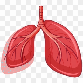 Lungs Vector Png Clipart