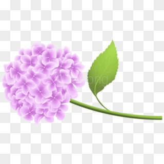 Free Png Download Pink Hortensia Png Png Images Background - Blue Hydrangea Clipart Transparent Png