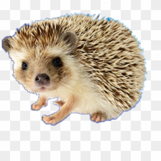 #porcupine - Hedgehog Png Clipart