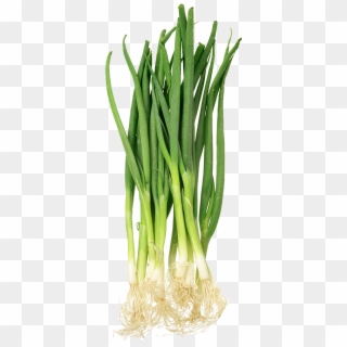 Spring Onion Clipart