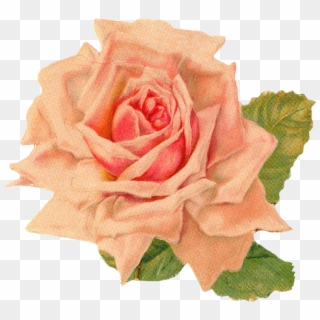 Rose 1 Rose 2 Rose 3 - Vintage Orange Rose Png Clipart