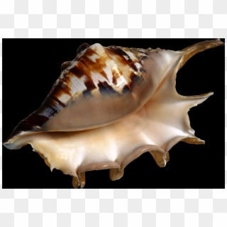 Shell, Free Pngs - Beach Clipart Transparent Png