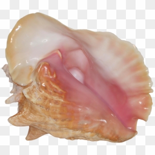 Pink Conch Shell Specimen On Chairish - Shell Clipart