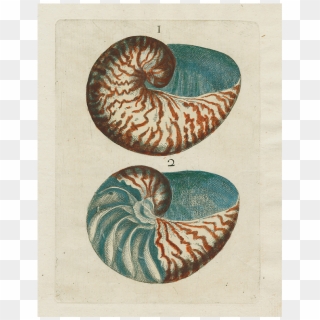 Chambered Nautilus Clipart