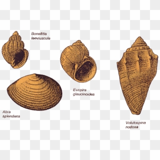Sea-shells - Conch Clipart