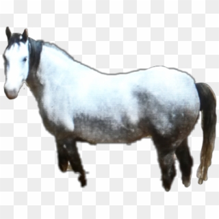 #horse #whitehorse #pets & Animals #farm #caballo #animal - Mustang Horse Clipart