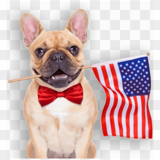 Proudly Raised, Grown & Produced In The Usa - French Bulldog American Flag Clipart