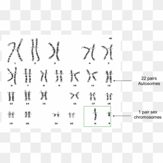Image Library Stock Family Finder Dnaexplained Genetic - Neurofibromatosis Chromosome Clipart